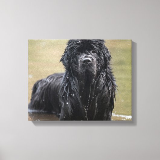 River Newfoundlandキャンバスフォト キャンバスプリント (正面)