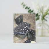 River Stingray # 14 ポストカード (スタンド正面)