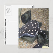 River Stingray # 14 ポストカード (正面/裏面)