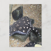 River Stingray # 14 ポストカード (正面)