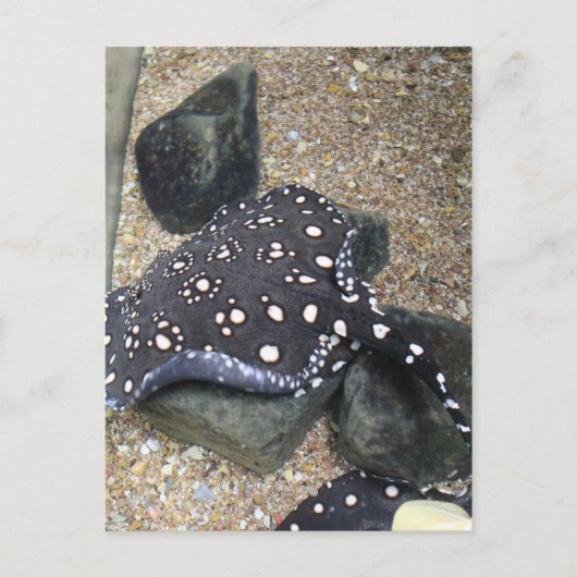 River Stingray # 14 ポストカード (正面)