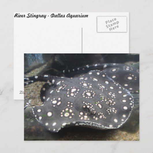 River Stingray # 15 ポストカード (正面/裏面)