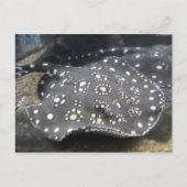River Stingray # 15 ポストカード (正面)