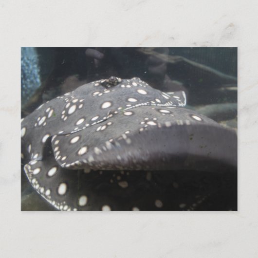 River Stingray # 7 ポストカード (正面)