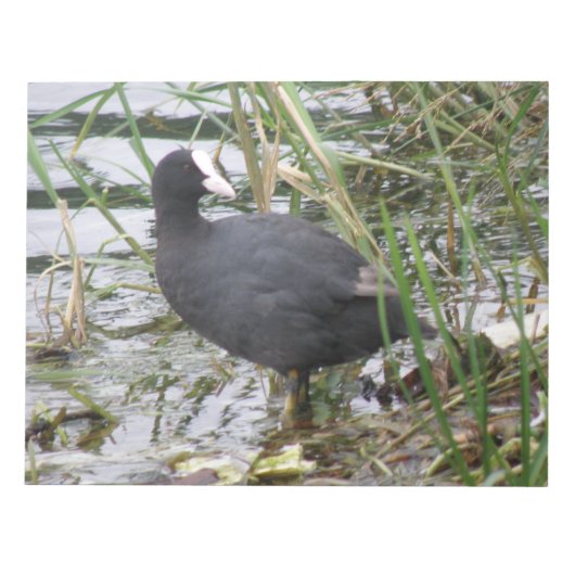 Riverbankメモ帳のCoot ノートパッド (正面)