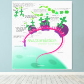 RNA翻訳のタンパク質合成図 キャンバスプリント (インサイチュ (ウッドフロア))