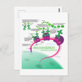 RNA翻訳のタンパク質合成図 ポストカード (正面/裏面)