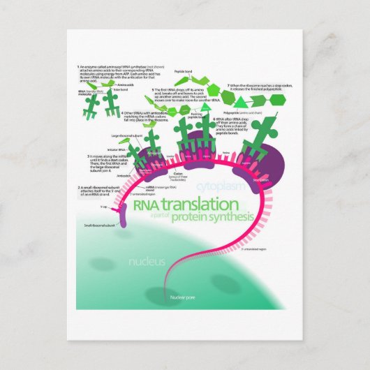 RNA翻訳のタンパク質合成図 ポストカード (正面)