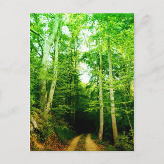 Road in the Woods Post Card ポストカード