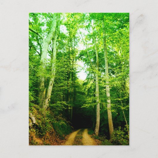 Road in the Woods Post Card ポストカード (正面)