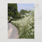 Roadside Hedgerow Herefordshire ポストカード (正面)