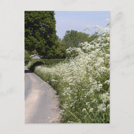 Roadside Hedgerow Herefordshire ポストカード (正面)