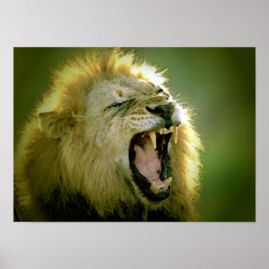 Roaring Lion Poster – 動物写真アート ポスター (正面)