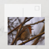 Robin  ポストカード (正面/裏面)