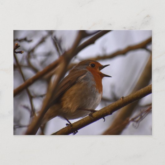 Robin  ポストカード (正面)
