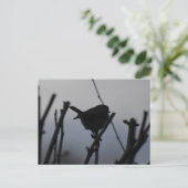 Robin  ポストカード (スタンド正面)