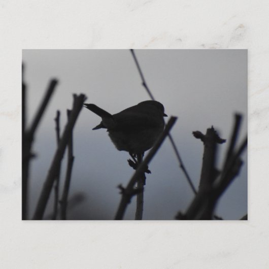 Robin  ポストカード (正面)