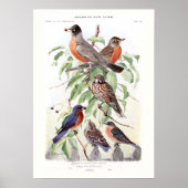 Robin and Bluebird ポスター (正面)