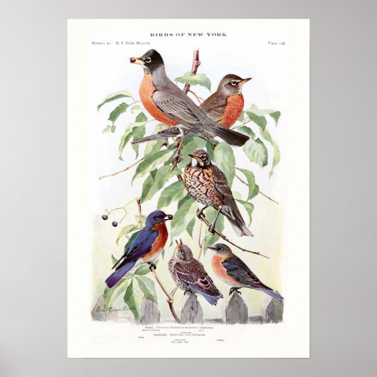 Robin and Bluebird ポスター (正面)