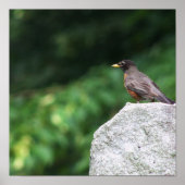 Robin Birdフォトポスター ポスター (正面)