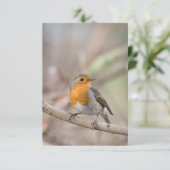 Robin Bird自然写真 カード (スタンド正面)