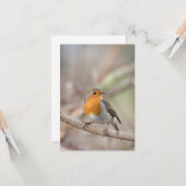 Robin Bird自然写真 カード (正面/裏面インサイチュ)