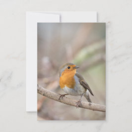 Robin Bird自然写真 カード