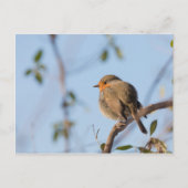 Robin Bird自然写真 ポストカード (正面)