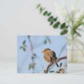 Robin Bird自然写真 ポストカード (スタンド正面)