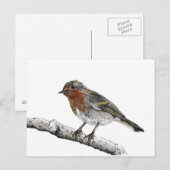 Robin Bird Sketchはがき ポストカード (正面/裏面)
