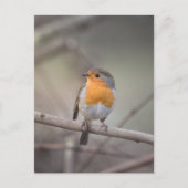 Robin Bird Wildlifeの写真 ポストカード (正面)