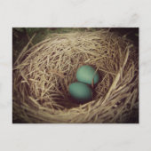 Robin Eggs in a Nest ポストカード (正面)