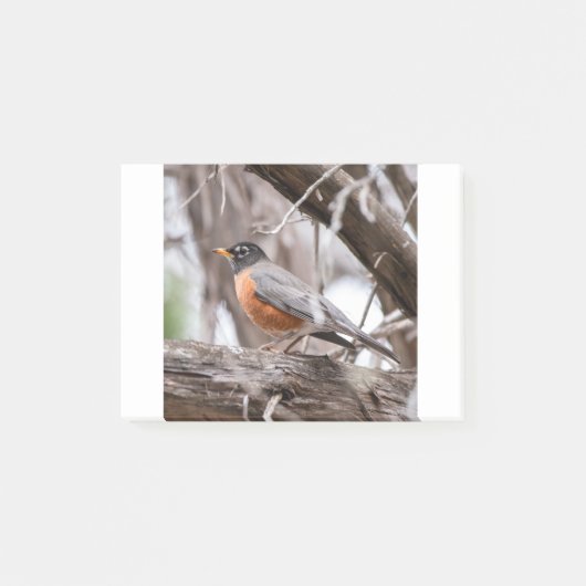 Robin in the trees ポストイット (正面)
