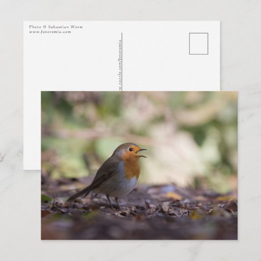 Robin Nature Photo ポストカード (正面/裏面)