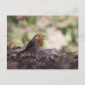 Robin Nature Photo ポストカード (正面)