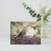Robin Nature Photo ポストカード (スタンド正面)