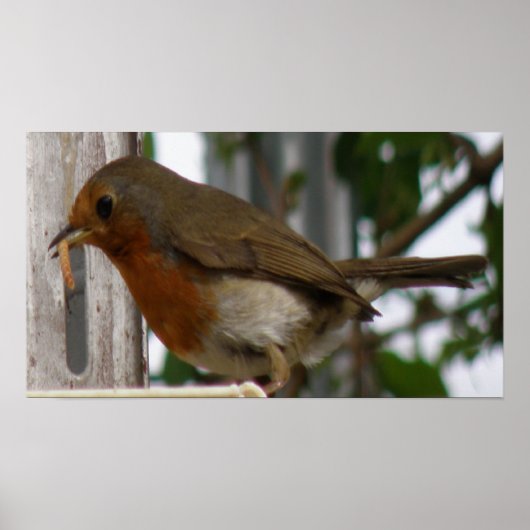 Robin Print ポスター (正面)