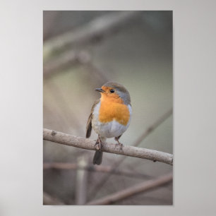 Robin Wildlife Photo ポスター
