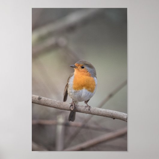 Robin Wildlife Photo ポスター (正面)
