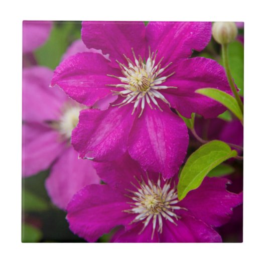Robinette's Apple Haus and Gift Barn 2の花 タイル (正面)