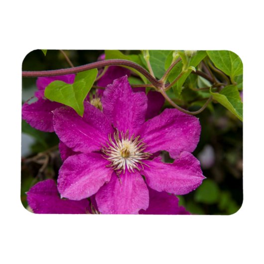Robinette's Apple Haus & Gift Barnの花 マグネット (横)