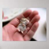 Robo Pupポスター ポスター (正面)