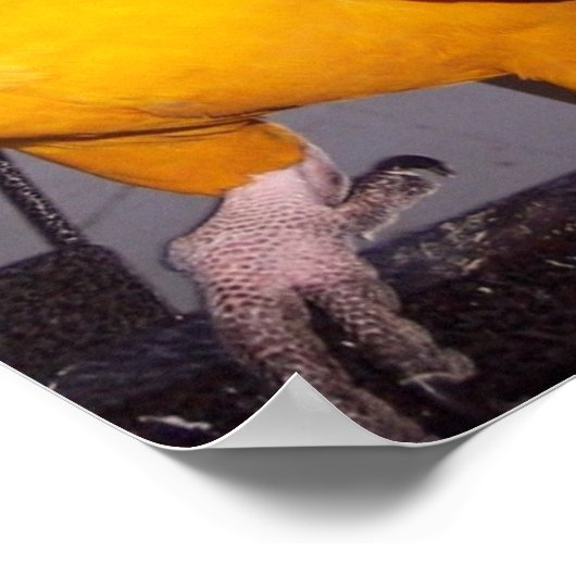 Rocco ポスター (角)