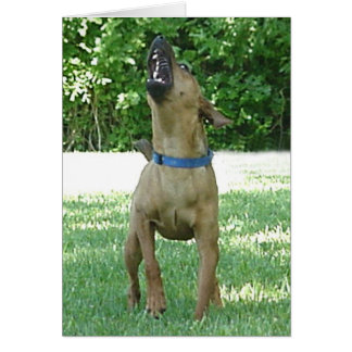 Rocco -ライRuv Roo! カード