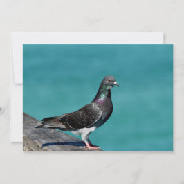 Rock Pigeon ノートカード