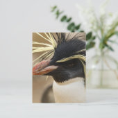 Rockhopperのペンギンの郵便はがき ポストカード (スタンド正面)