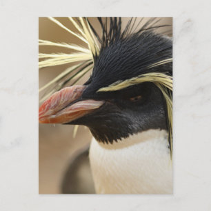Rockhopperのペンギンの郵便はがき ポストカード