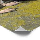 Rockhopper Penguins, (Eudyptes chrysocome), ポスター (角)