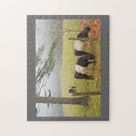 Rockportメインの農場のギャロウェーベルトを付けられた牛 ジグソーパズル (縦)