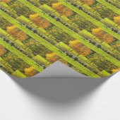 Rockportメインの農場のギャロウェーベルトを付けられた牛 ラッピングペーパー (角)